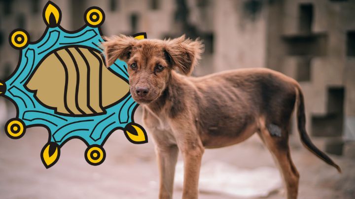 Iztapalapa le gana a Benito Juárez en maltrato animal; 10 años liderando casos