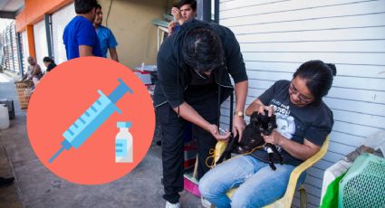 Realizan jornada de esterilización de gatos en la zona del mercado “Revolución” en Córdoba