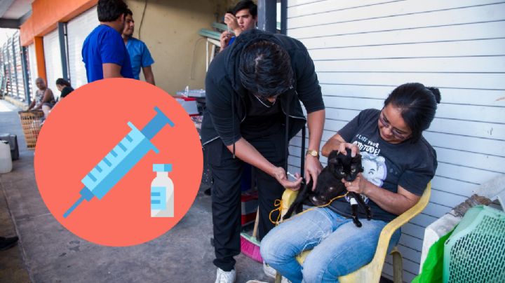 Realizan jornada de esterilización de gatos en la zona del mercado “Revolución” en Córdoba