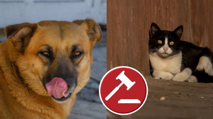 Carne de perro: En Puebla preparan sanción contra quien consuma carne de perro o gato