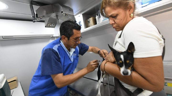 Así puedes esterilizar a tus mascotas en Irapuato