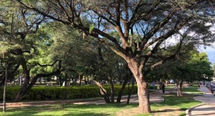 El mezquite: el super árbol que resiente el calor y es nativo de Guanajuato