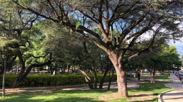 El mezquite: el super árbol que resiente el calor y es nativo de Guanajuato