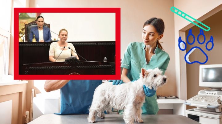 Exhortan a Centros Antirrábicos a esterilizar en lugar de sacrificar a perros callejeros