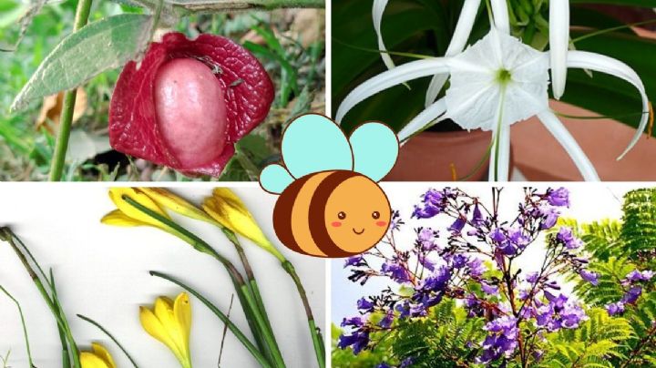 5 flores nativas de Veracruz que puedes sembrar en tu casa