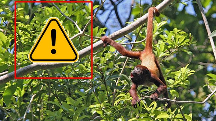 Calor pone en crisis a monos aulladores en Chiapas y Tabasco; van 78 muertes en 15 días