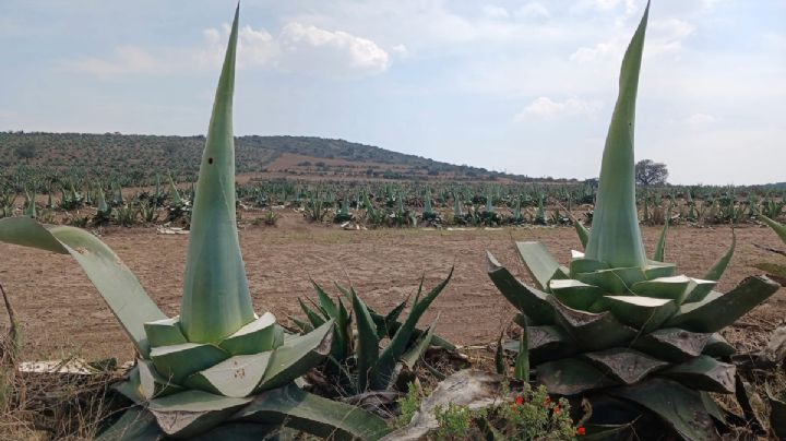 Pese a despojo silencioso, se aferran a preservar el maguey en San Agustín Tlaxiaca