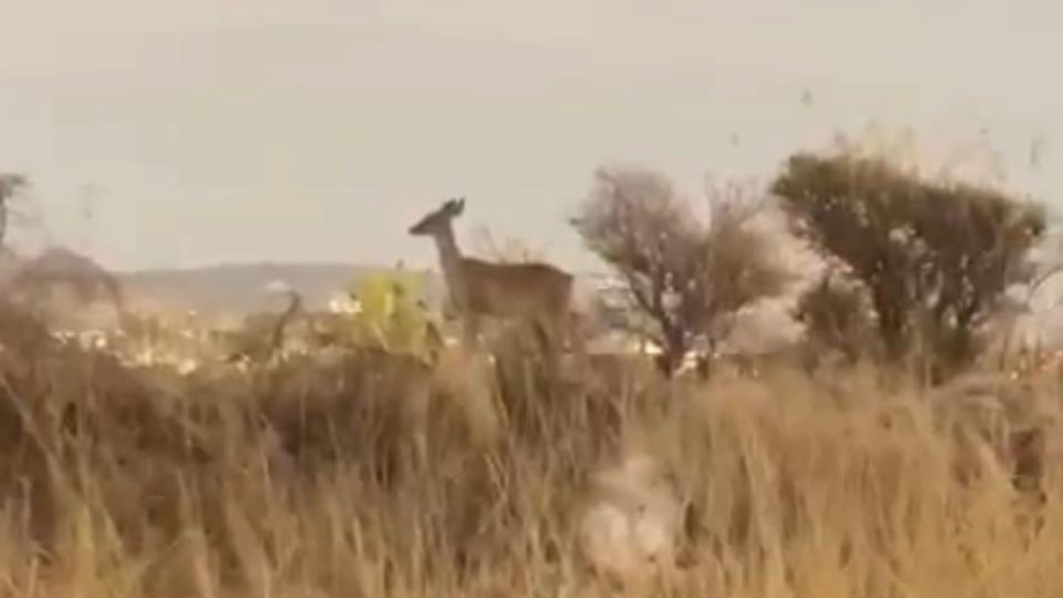 Un venado cola blanca visto sobre el bulevar calzada Lomas del Molino, a las afueras del Parque Metropolitano de León