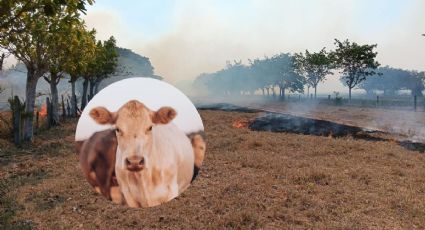 Incendios por altas temperaturas provocan muerte de ganado en el sur de Veracruz