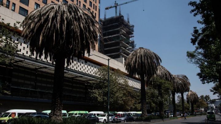 Palmeras de CDMX: los 4 hongos que las están matando
