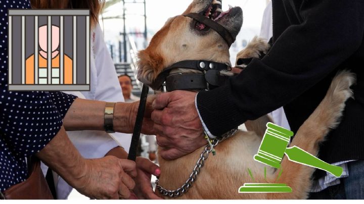 Maltratadores de animales en CDMX estarán en "lista negra"; 4 millones de perros al año, a la calle