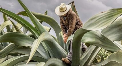 Asociaciones civiles y productores se pronuncian contra veda magueyera