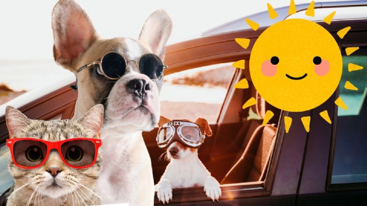 Calor en Hidalgo ¿cómo proteger a tus perritos y gatitos en esta temporada?