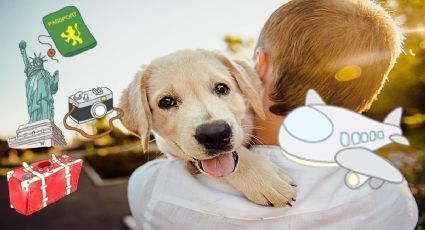 Esto te costará viajar por el mundo con tus perros en aerolínea de lujo: Beneficios y vuelos