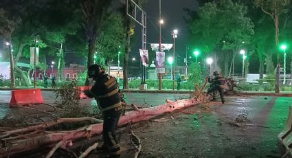 Apagones en CDMX: Fuertes vientos afectan la Narvarte, la del Valle y la Condesa