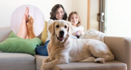 Estos son los 5 riesgos de humanizar a tu mascota