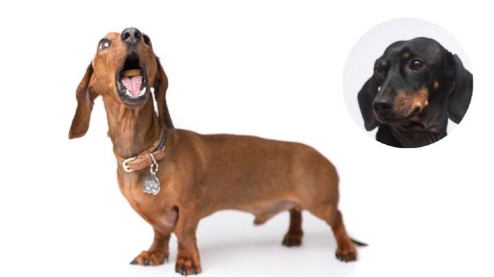 5 beneficios de tener contigo a un perro salchicha