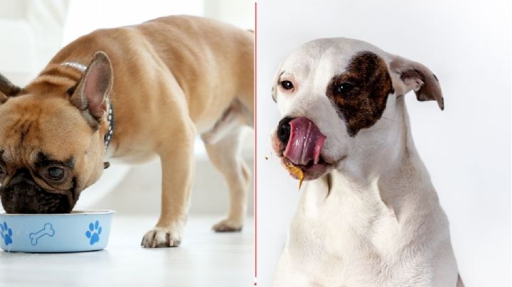 Revelan el alimento que está "enfermando" a los perros