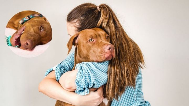 ¿Qué siente tu perro cuando lo abrazas? Aquí te contamos