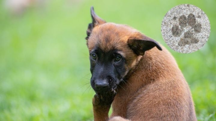 5 razones por la que tu perro se lame las patas constantemente