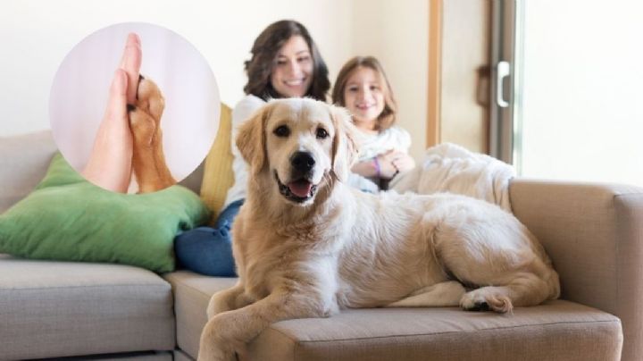 Estos son los 5 riesgos de humanizar a tu mascota