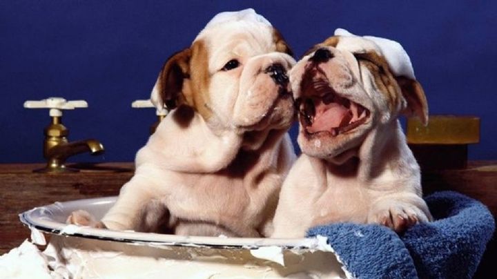 Estos son los beneficios de bañar a tu perro con jabón Zote