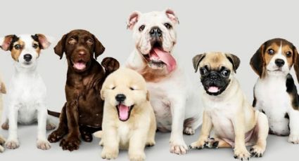 Estas son las 5 razas de perros que viven más tiempo