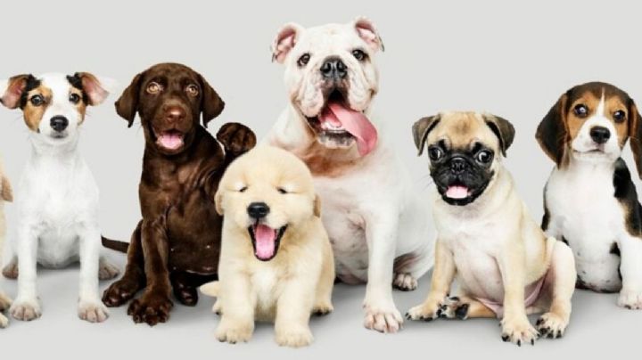 Estas son las 5 razas de perros que viven más tiempo
