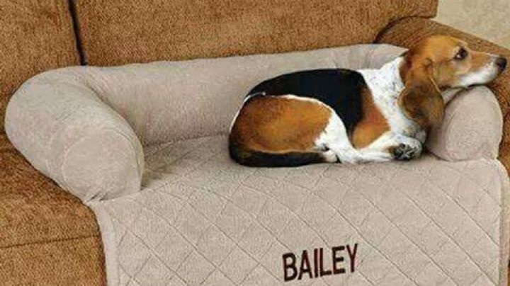 ¿Cómo evitar que los perros orinen las patas de las sillas y los sillones | TRUCOS