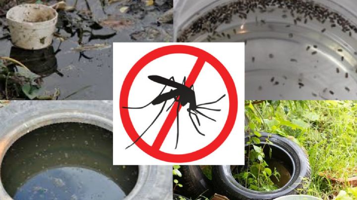 El mosquito del dengue se cría en el agua te decimos cómo evitarlo