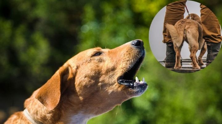 Estas son las razas de perro que debes tener en casa; son las más bonitas y protectoras