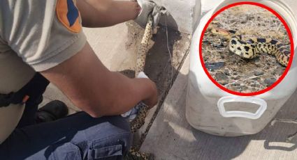 Encuentran serpiente de un metro en tuberías de una casa en León