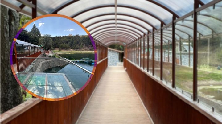 ¿Ya conoces el nuevo mirador de cristal en El Cedral? Te va a encantar
