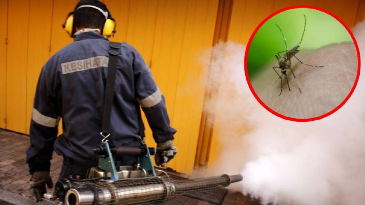 Guanajuato: Estas son plagas pueden entrar a tu casa con la ola de calor, ¿cómo ahuyentarlas?