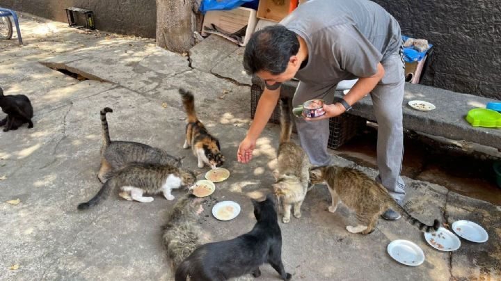 Centro SCOP: Gatos "Narvarteños", afectados en su estilo de vida por demolición