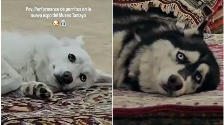 Museo Tamayo: Exhibición con perros genera polémica sobre maltrato animal