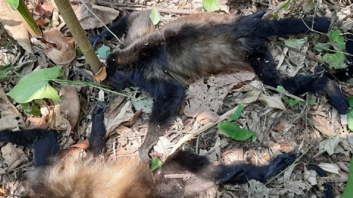 Dejan de aullar monos y urgen necropsia: "Lo que los afecta a ellos puede afectarnos a nosotros"