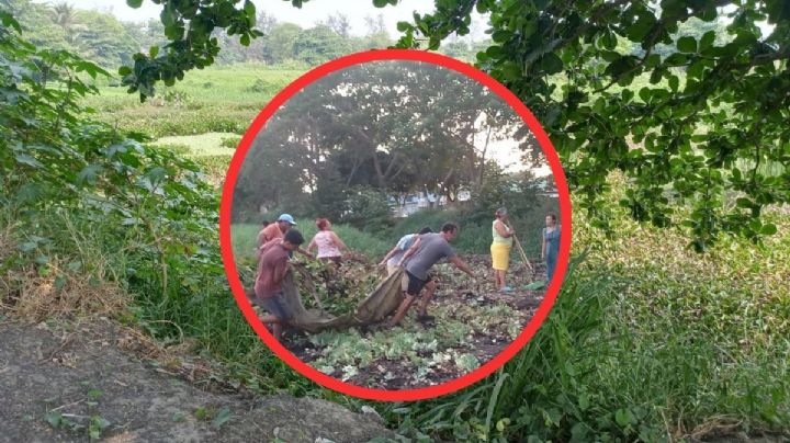 En Veracruz, vecinos de la zona norte, se unen para limpiar la Laguna del Lagarto