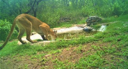 Bajan pumas, venados y jabalíes sedientos por la sequía para beber agua en Rancho la Onza