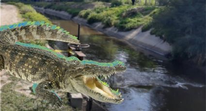 Aparece supuesto cocodrilo nadando en canal de aguas negras | FOTOS