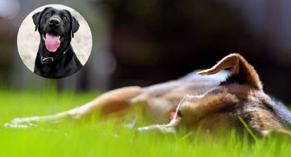 Estas son las 3 razas de perros que son más propensas a un golpe de calor