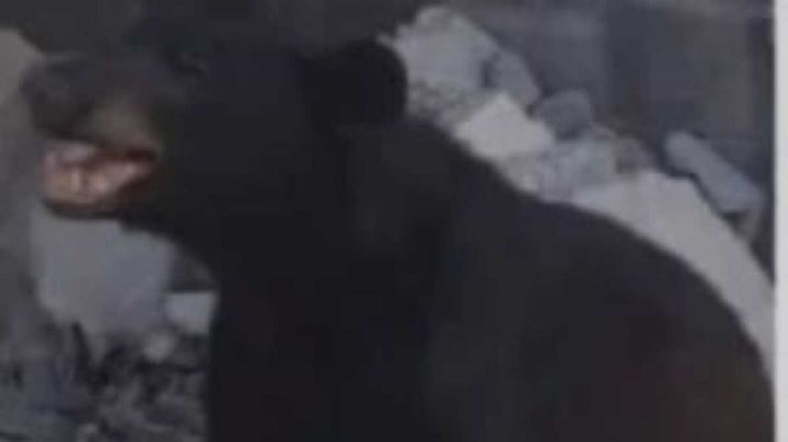 En Nuevo León ni los osos “aguantan” el calor, buscan agua en viviendas