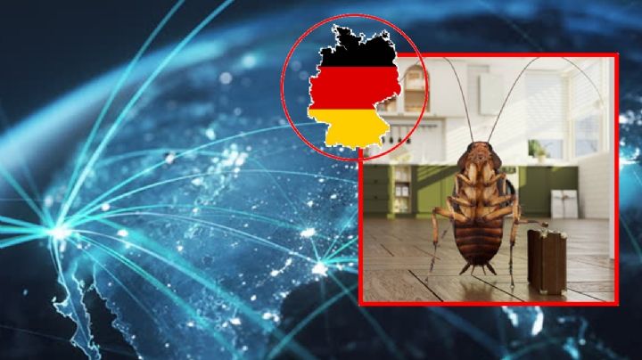 Cucarachas alemanas lograron lo que los nazis no: conquistar el mundo