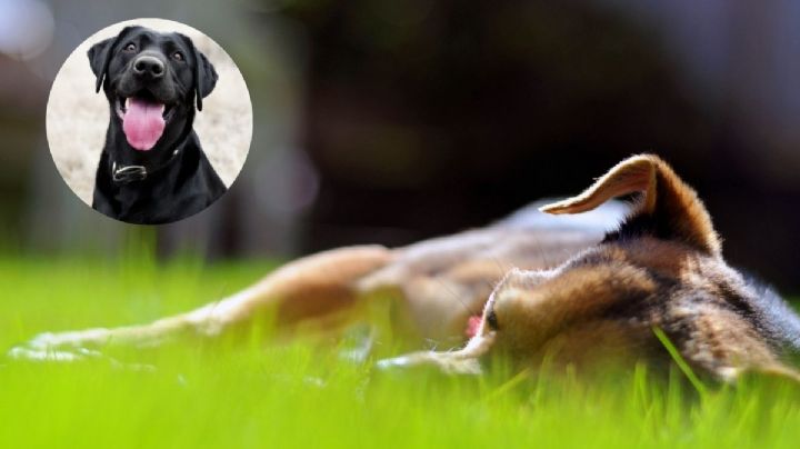 Estas son las 3 razas de perros que son más propensas a un golpe de calor