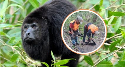 Mueren 9 monos aulladores en el sur de Veracruz por aparente golpe de calor