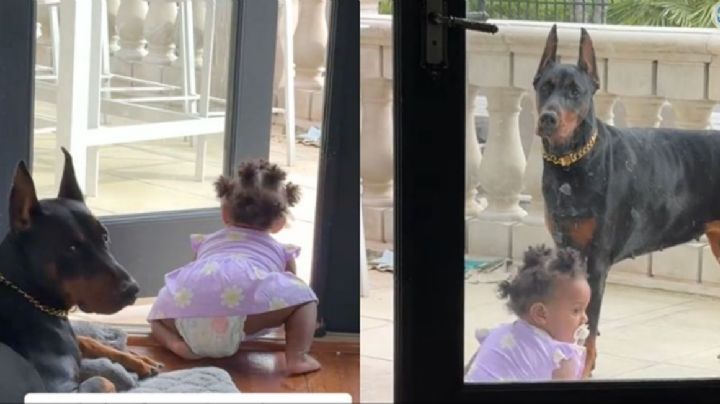 Perro héroe salva a bebé de caer de un edificio