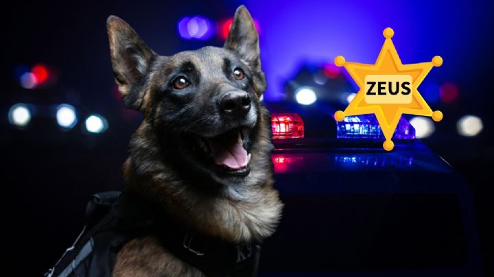 Él es Zeus, el primer agente canino jubilado en Mineral de la Reforma