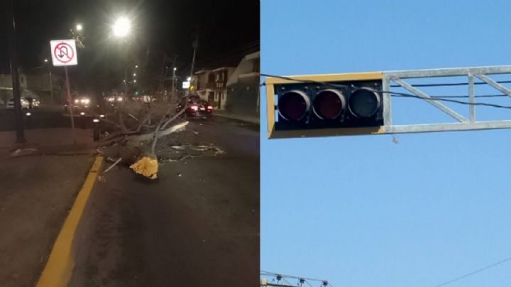 Fuertes vientos en León dejan 5 árboles caídos