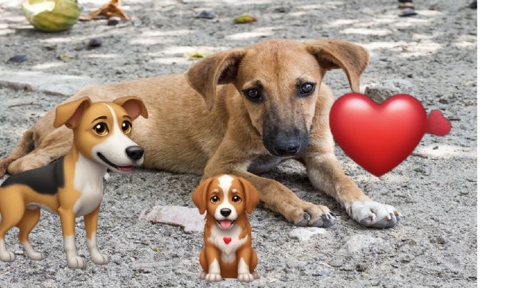 Chris Evans y los otros famosos que viven con perros sin raza; estos son los beneficios