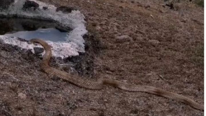 Captan enorme serpiente bajando a beber agua por ola de calor en Guanajuato